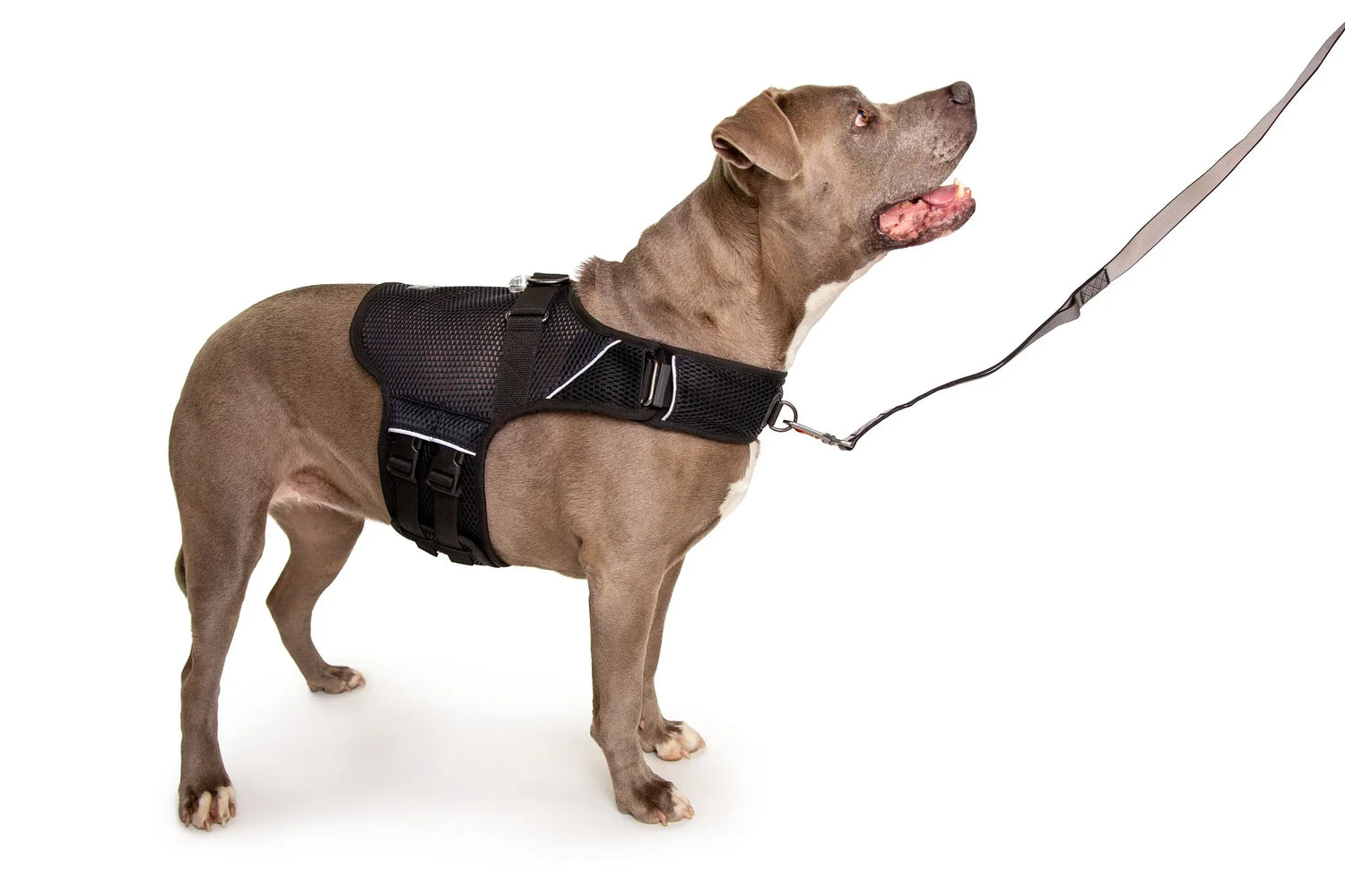 Collars, Leashes, And Harnesses