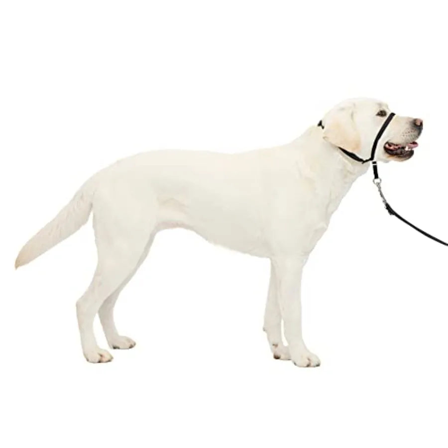 Gentle Leader Pull Head Collar for Dogs with Padded Strap and QuickSnap Neck Adjustment Ideal for Training and Walking Reduces