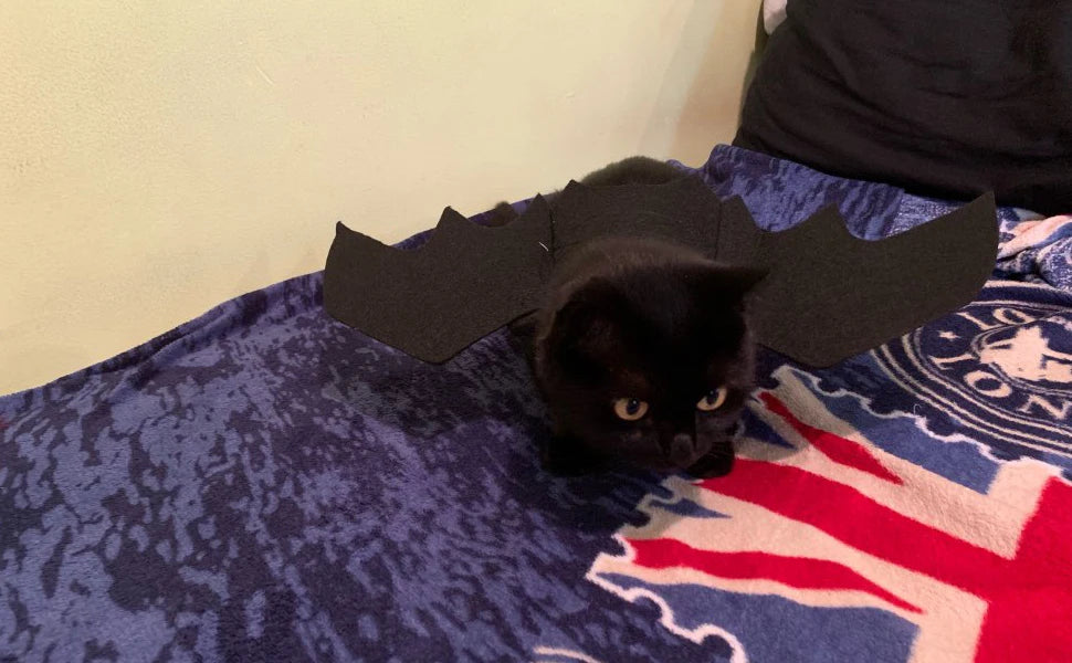 Pet Cat Bat Wings for Halloween Party Decoration, Puppy Collar Leads Cosplay Bat Costume,Cute Puppy Cat Dress Up Accessories