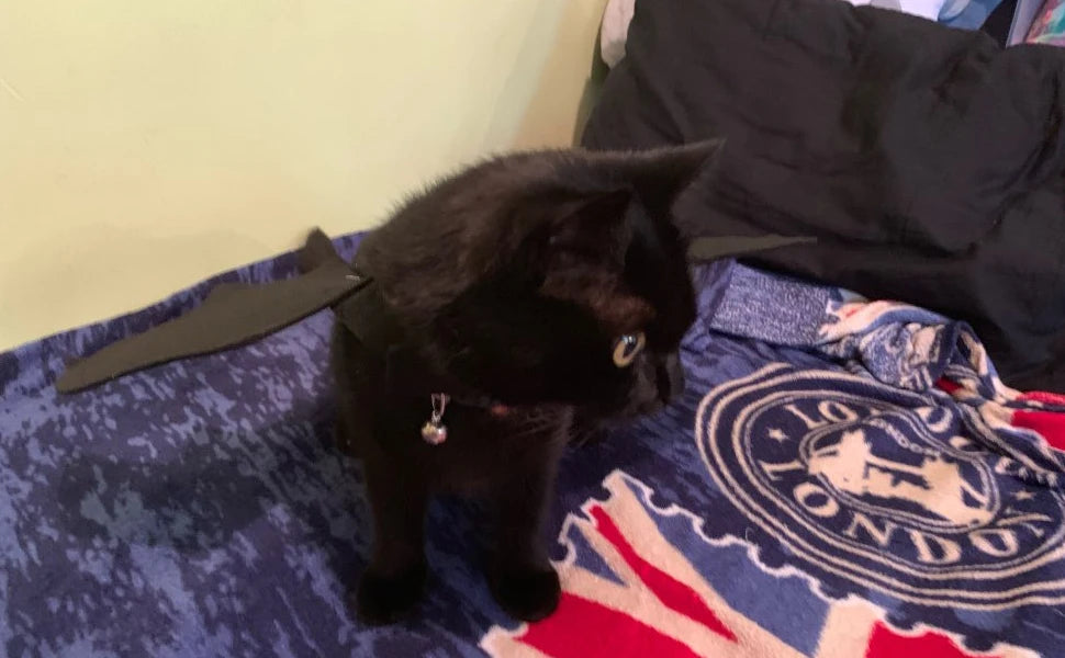 Pet Cat Bat Wings for Halloween Party Decoration, Puppy Collar Leads Cosplay Bat Costume,Cute Puppy Cat Dress Up Accessories